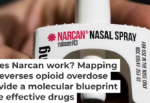 Naloxone competes with opioids for the same receptor on the surface of neurons. Matt Rourke/AP Photo